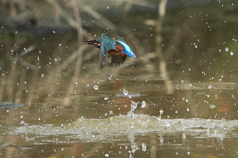 Azioni di pesca